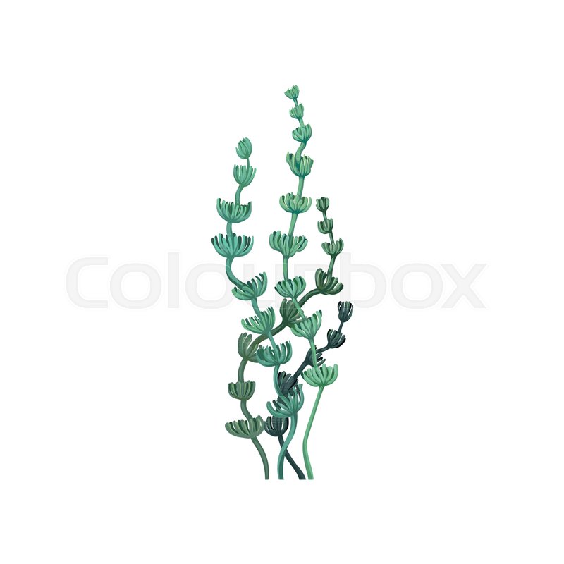 800x800 Green Underwater Seaweed, Aquatic Stock Vector Colourbox - Underwater Plants Drawing