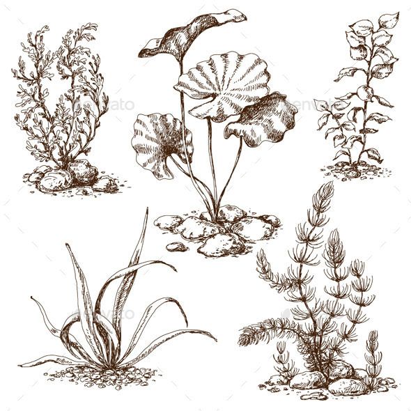 590x590 Sketch Of Underwater Plants - Underwater Plants Drawing