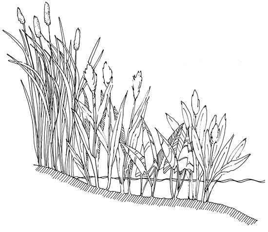 550x477 Underwater Plant Drawings - Underwater Plants Drawing