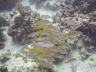 320x240 Art Smarts Kids Draw Your Own Underwater Scene - Underwater Scene Drawing