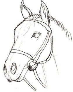 250x313 How To Draw A Realistic Horse Head How To Draw A Horse Head - Unicorn Head Drawing Easy