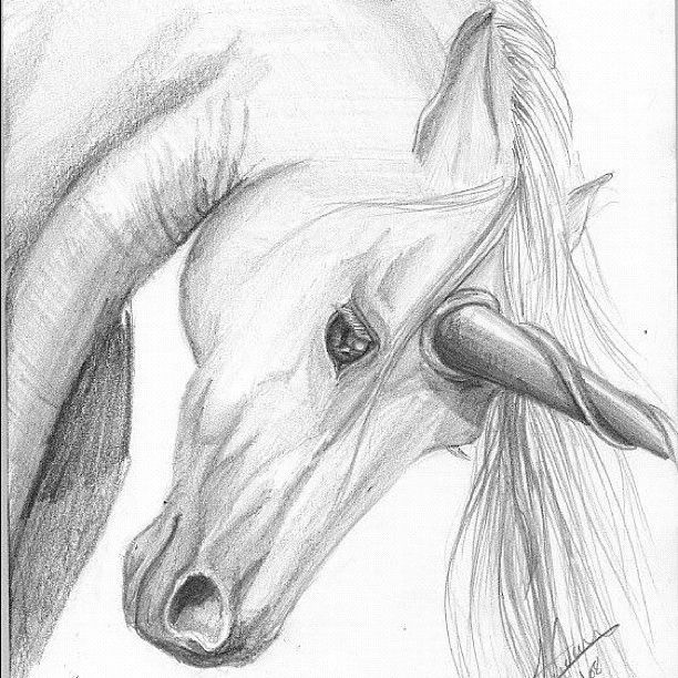612x612 Image Result For Unicorn Pencil Drawings Coloring Pages - Unicorn Pencil Drawing