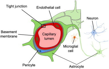 382x241 schematic drawing of the neurovascular unit the bbb is formed - Unit Drawing
