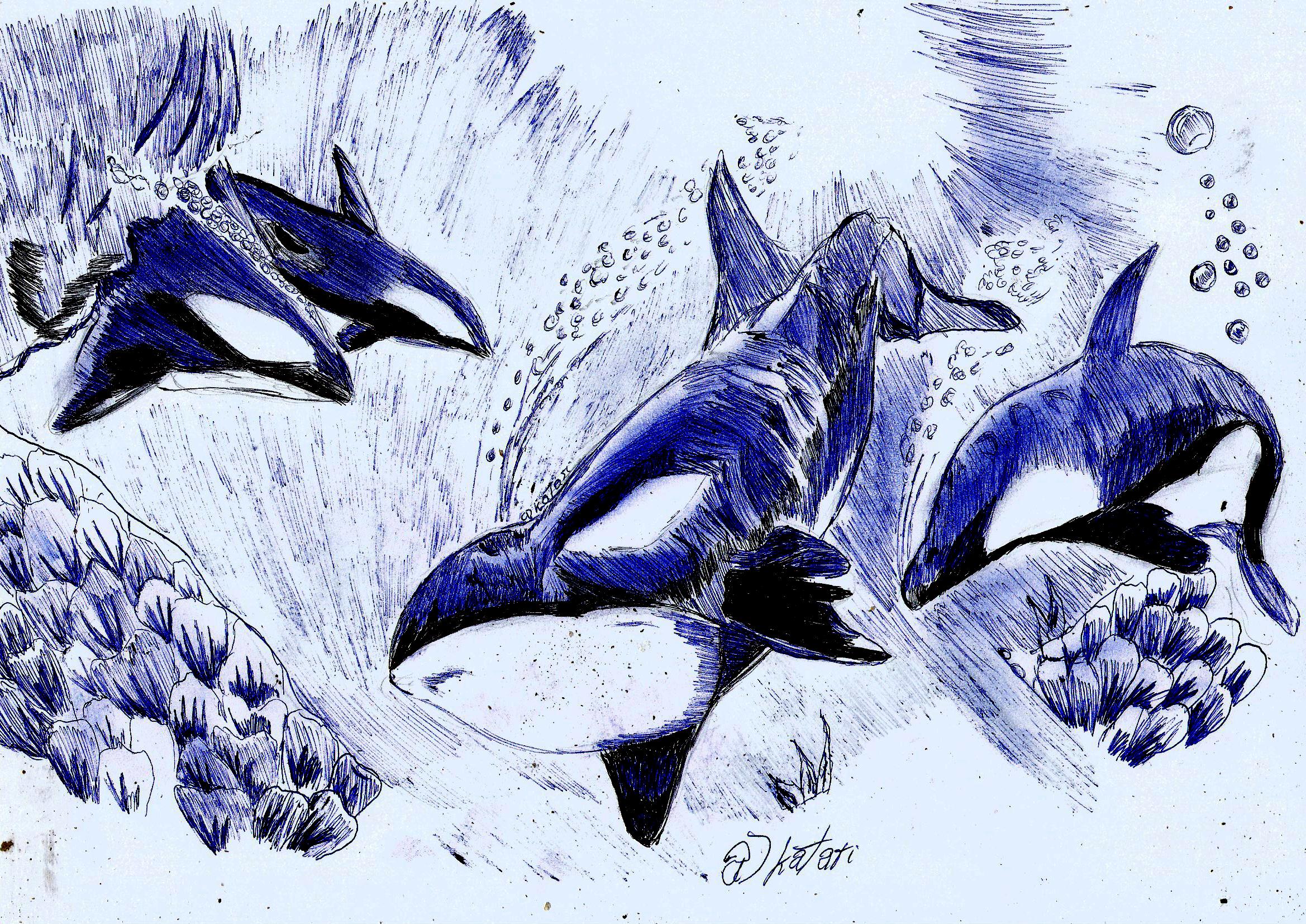 2338x1654 orca united - United Drawing