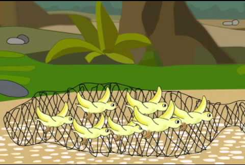 479x323 Short Pachatantra Story For Kids - Unity Is Strength Drawing