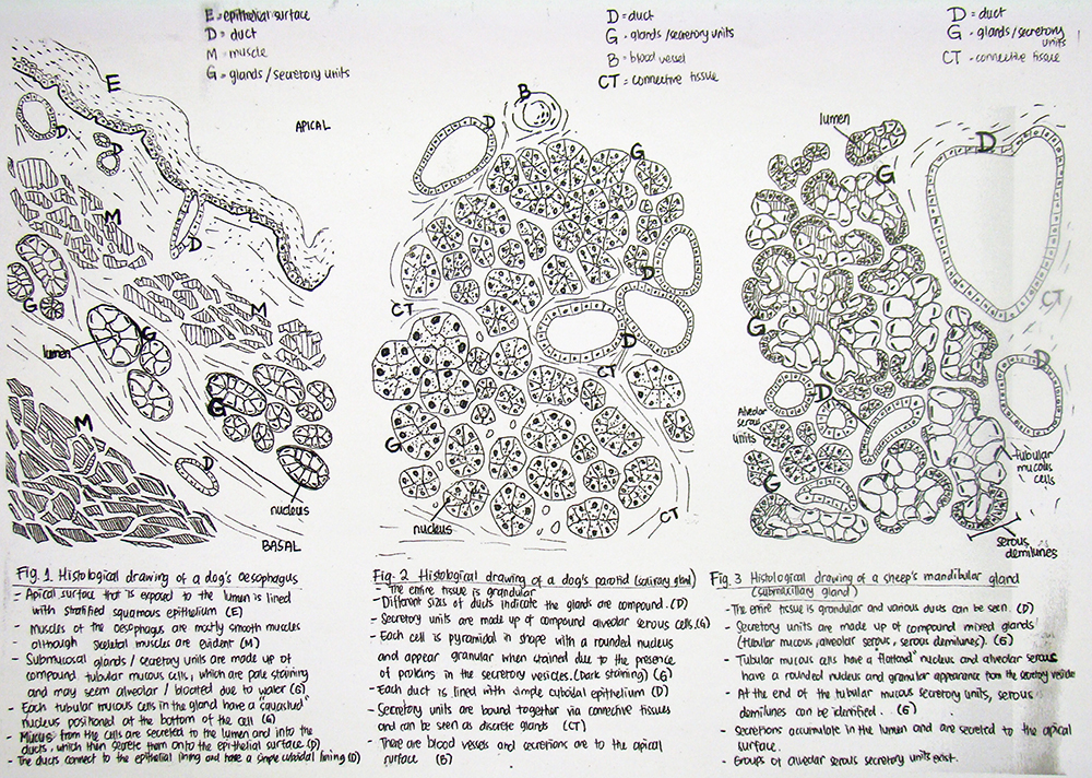 1000x712 Using Drawing As A Way Of Understanding University Of Liverpool - University Drawing