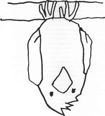 424x468 Upside Down Drawing Bird Week We Know How To Do It - Upside Down Drawing