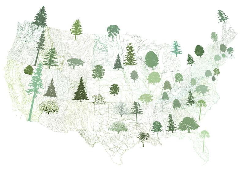 794x562 state treescape map drawing art print american usa state etsy - Usa Map Drawing