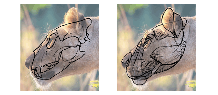 700x306 how to draw from imagination beyond references - Use Drawing