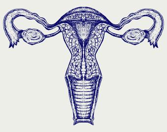 Uterus Drawing at PaintingValley.com | Explore collection of Uterus Drawing