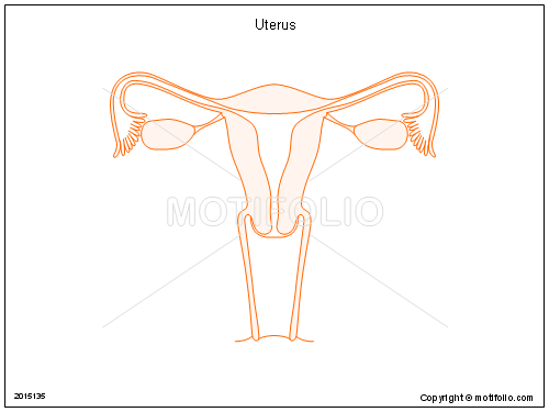 500x375 uterus illustrations - Uterus Drawing