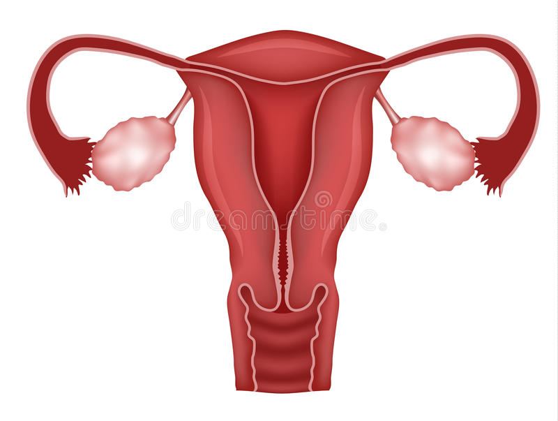800x603 collection of free uterus drawing womb download on ui ex - Uterus Drawing
