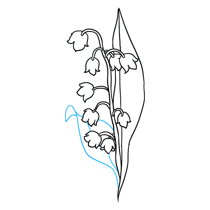680x678 how to draw a lily of the valley - Valley Drawing