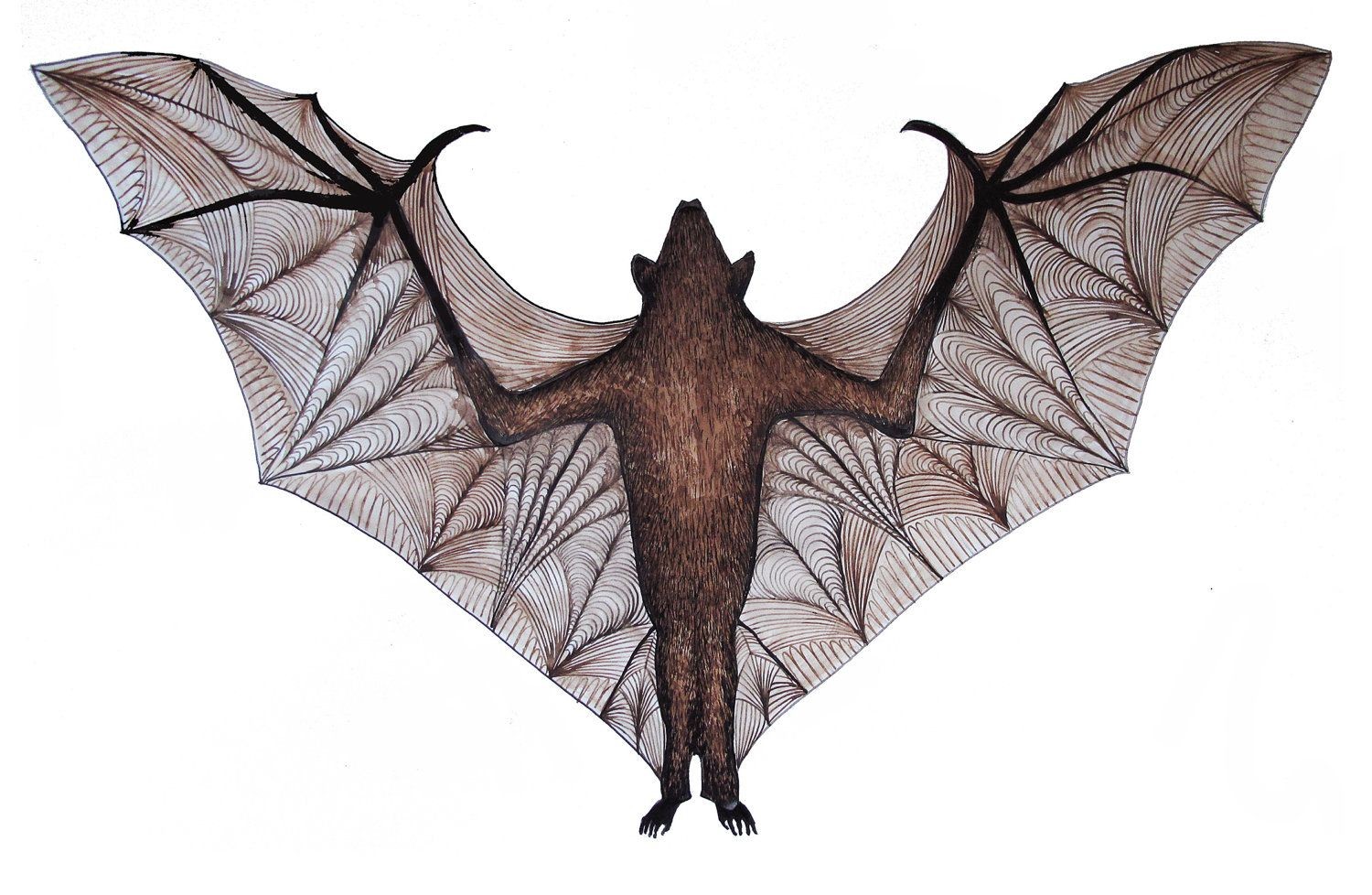 Vampire Bat Drawing at Explore collection of