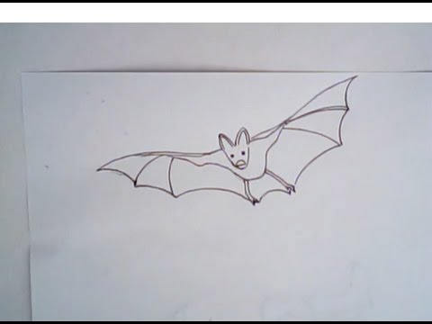 480x360 how to draw a vampire bat - Vampire Bat Drawing