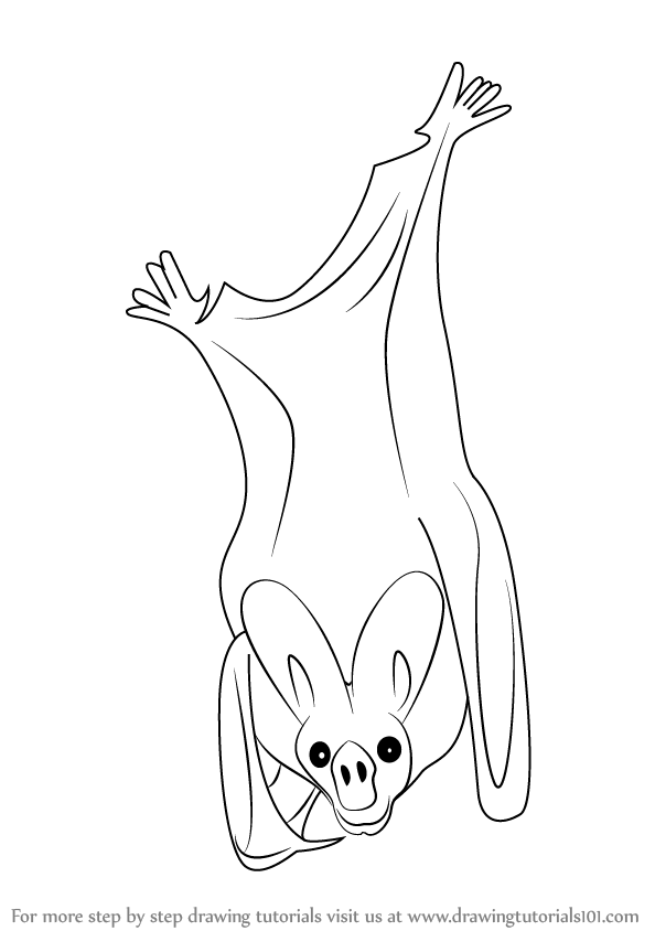 Vampire Bat Drawing at Explore collection of