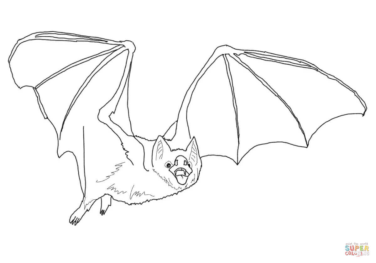 1200x839 mammals drawing vampire bat for free download - Vampire Bat Drawing
