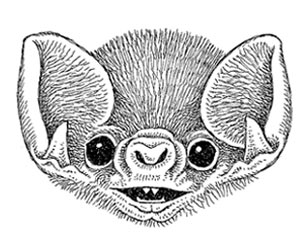 308x243 Natural History Magazine - Vampire Bat Drawing