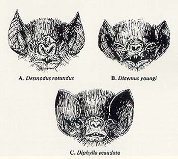 350x313 the illustrated story of the vampire bat - Vampire Bat Drawing