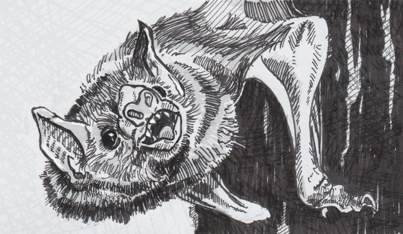 799x464 tracking down the source of a bat's liquid lunch a new biology - Vampire Bat Drawing