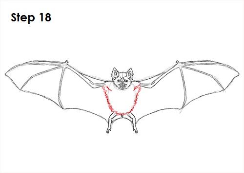 500x356 vampire bat drawing - Vampire Bat Drawing