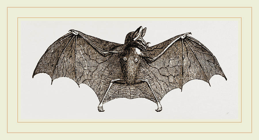 900x486 vampire bat drawing - Vampire Bat Drawing