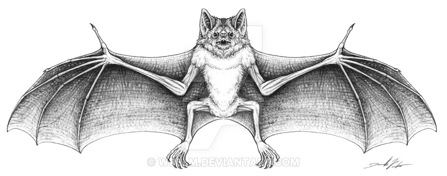 900x355 vampire bat illustration - Vampire Bat Drawing