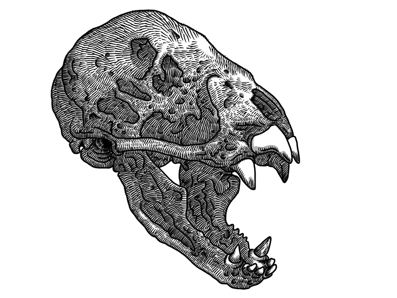 800x600 vampire bat skull - Vampire Bat Drawing