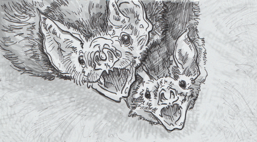 825x456 vampire bats quite sophisticated when it comes to sharing their - Vampire Bat Drawing