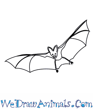 300x350 how to draw an asian false vampire bat - Vampire Drawing Step By Step