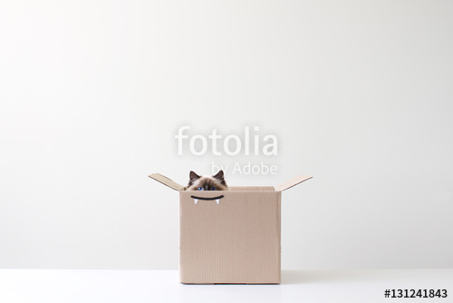 500x334 ragdoll cat hiding in cardboard box with vampire teeth drawing - Vampire Teeth Drawing