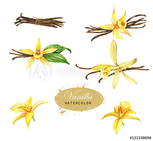 500x462 hand drawn watercolor illustration of the vanilla spices drawing - Vanilla Drawing