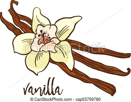 450x351 the vanilla - Vanilla Drawing