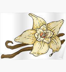 210x230 vanilla drawing posters redbubble - Vanilla Drawing