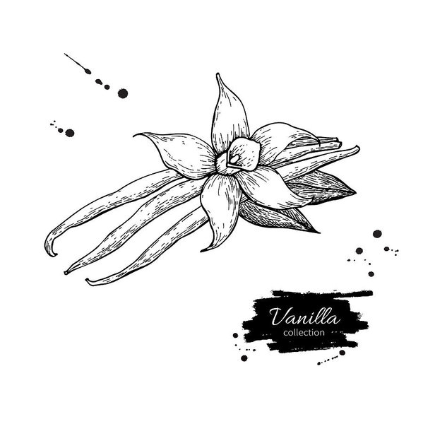 599x600 vanilla flower and bean stick vector drawing hand drawn sketch - Vanilla Drawing