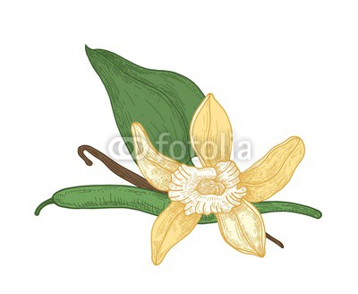 400x328 detailed botanical drawing of blooming vanilla flower, leaves - Vanilla Drawing