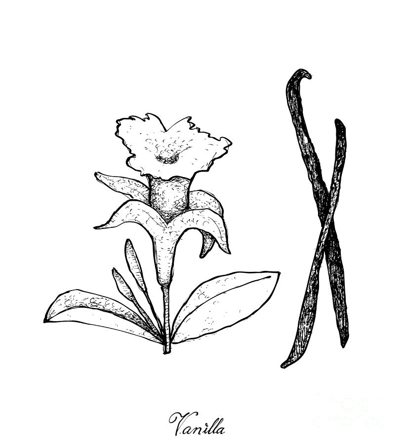 818x900 hand drawn of vanilla flower and pods drawing - Vanilla Drawing