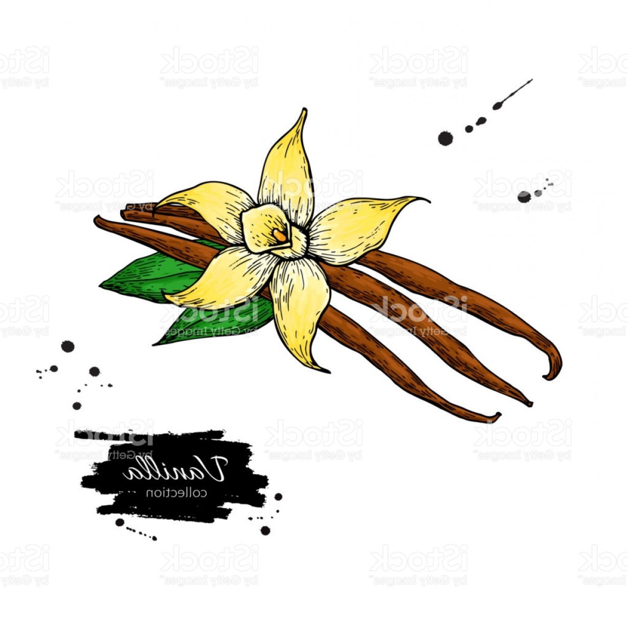Vanilla Flower Drawing at Explore collection of