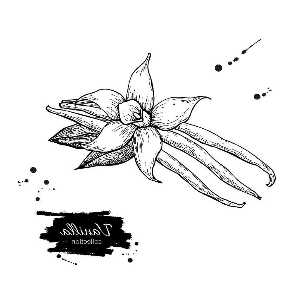 Vanilla Flower Drawing at Explore collection of Vanilla Flower Drawing