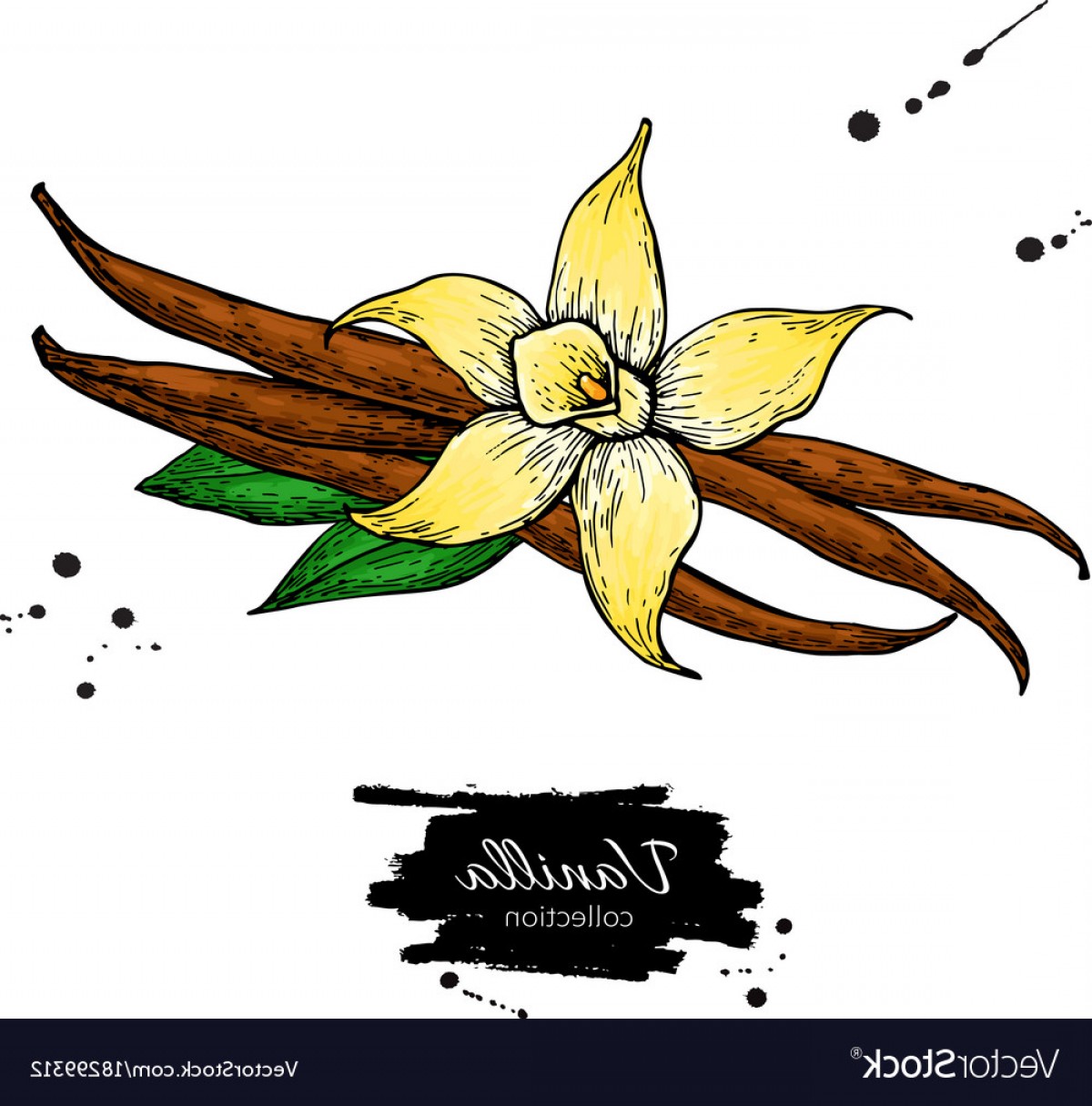 1200x1215 vanilla flower and bean stick drawing hand vector geekchicpro - Vanilla Flower Drawing