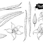 180x180 vanilla flower and bean stick vector drawing set hand drawn - Vanilla Flower Drawing
