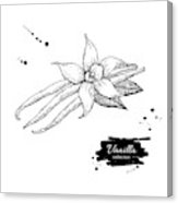 163x186 vanilla flower and bean stick vector drawing hand drawn sketch - Vanilla Flower Drawing
