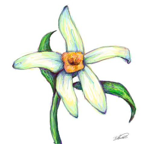 500x477 vanilla flower drawing gtgt - Vanilla Flower Drawing