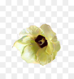 260x280 vanilla flower png - Vanilla Flower Drawing