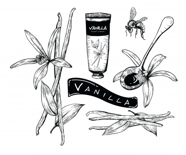 626x521 vanilla flower vector premium download - Vanilla Flower Drawing