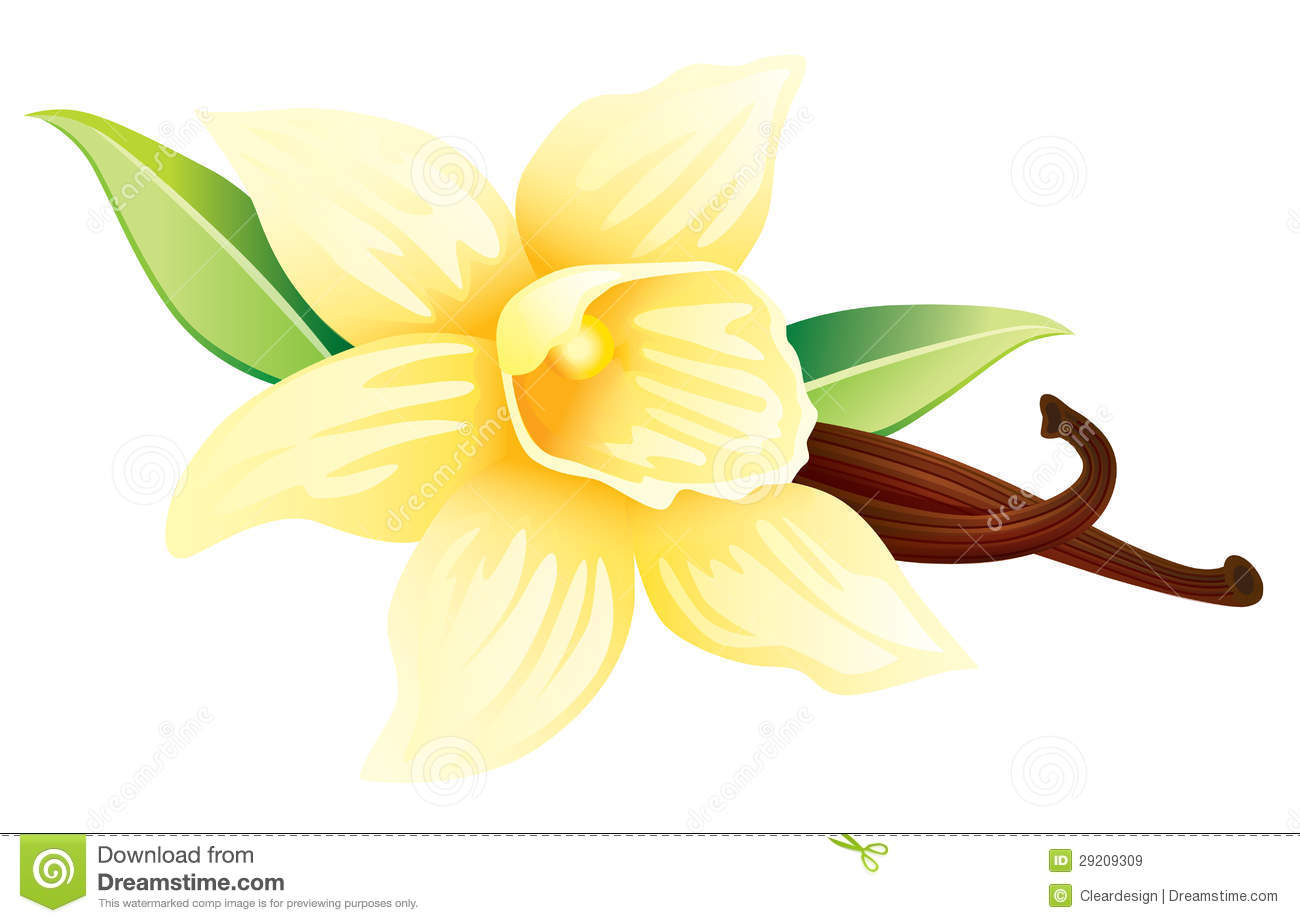 1300x923 vanilla flower clipart - Vanilla Flower Drawing