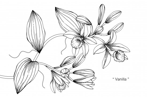 626x417 vanilla flower drawing illustration vector premium download - Vanilla Flower Drawing