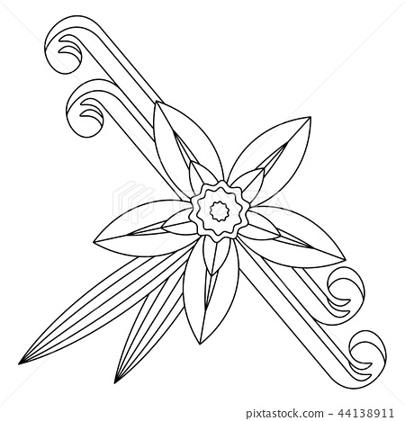 450x468 vanilla flower with stitch and leaves spice for culinary products - Vanilla Flower Drawing