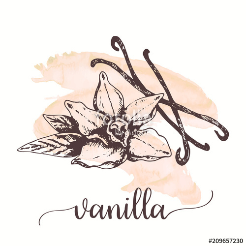 500x500 vanilla sketch on watercolor paint hand drawn ink illustration - Vanilla Flower Drawing