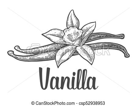 450x349 vanilla stick and flower vector black vintage engraved vanilla - Vanilla Flower Drawing